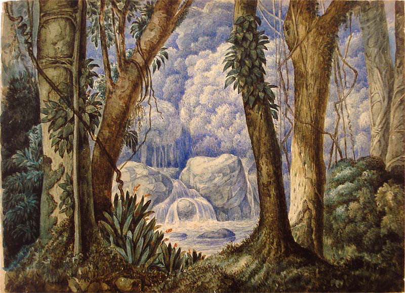 brazilian jungle